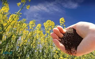 خرید تضمینی بیش از 159 تن دانه&zwnj;های روغنی کلزا در زنجان