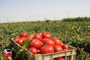 گوجه فرنگي مزارع زرآباد سیستان وبلوچستان راهی بازار شد