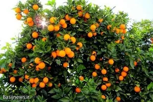 عرضه مرکبات خاش به بازار مصرف