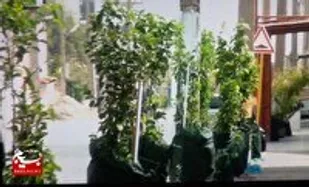 کاشت ۶ هزار اصله درخت مثمر در بهبهان