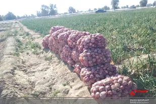 آغاز برداشت پیاز در سطح ١۶٠٠ هکتار از اراضی کشاورزی شهرستان راسک