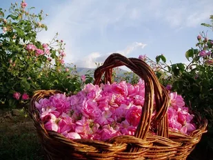 تولید بیش از ۲۰۰۰ قلمه گل&zwnj;محمدی در استان مرکزی
