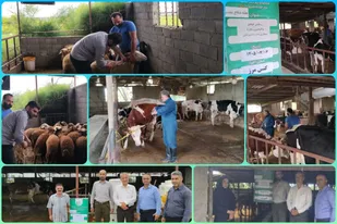 ایمن&zwnj;سازی 190 رأس دام در رزمایش تخصصی کشاورزی و دامپروری روستای بونده