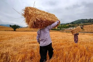 رشد ۲۰۱ درصدی خرید گندم از کشاورزان لرستانی