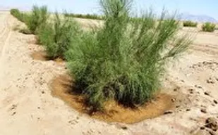 اختصاص ۱۵ میلیارد ریال برای عملیات بیابان&zwnj;زدایی در شاهرود