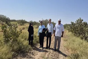 بازدید مدیر باغبانی استان سمنان از باغات پسته شهرستان سرخه