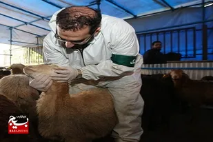 ۹ هزار بازدید از مراکز تولید و عرضه محصولات خام دامی سیستان و بلوچستان انجام شد