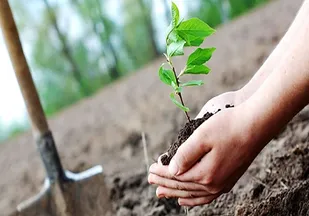 کاشت نهال به دست نماینده ولی فقیه در هرمزگان