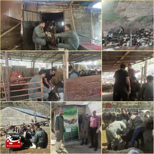 واکسیناسیون رایگان بیش از ۵۱۳۰۰ رأس دام روستاهای بخش لاریجان آمل