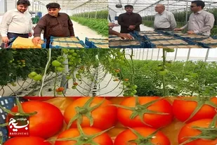 اولین گلخانه هوشمند سیستان وبلوچستان به تولیدرسید