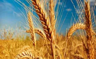 ایجاد اشتغال برای ۷ نفر توسط بسیجیان پایگاه امام رضا (ع) با کاشت گندم به صورت دیم