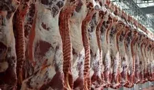 استحصال بیش از ۳۱ هزار تن گوشت قرمز و سفید در آذربایجان غربی