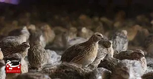 سنگ تمام بسیج برای احیای تولید بلدرچین در روستای بلال