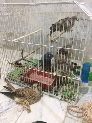 دستگیری متخلفين زنده گيرى پرندگان شكارى در شاهرود+ تصاویر