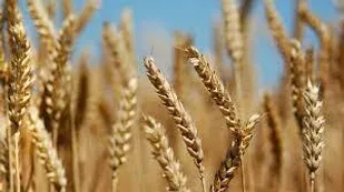 افزایش ۳ برابری میزان خرید گندم و حبوبات در آذربایجان شرقی