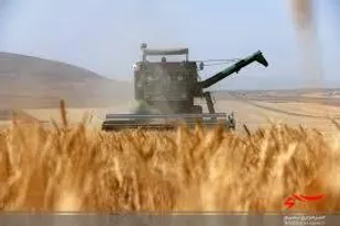خرید بیش از ۱۵ هزار تن گندم از کشاورزان لرستانی