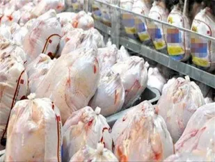 بازار مرغ اشباع شده