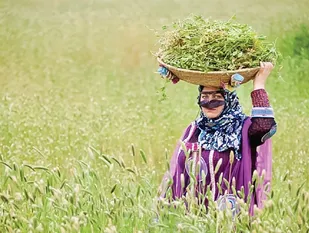 امنیت غذایی زیر دست مادران و دختران روستایی و عشایری&nbsp;