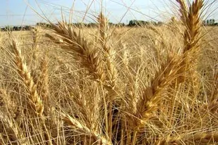 عدم اعلام به موقع نرخ خرید تضمینی گندم زمینه&zwnj;ساز قاچاق این محصول