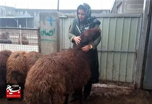 گام های موفق بانوی بسیجی در زمینه اصلاح نژاد دام