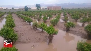 رمقی برای کشاورزان شهرستان کاشمر باقی نمانده است