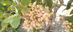 یامچی قطب تولید پسته در آذربایجان شرقی