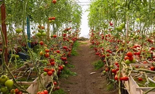بررسی جایگاه اقتصاد&nbsp;مقاومتی در خودکفایی کشاورزی و پایداری امنیت ملی