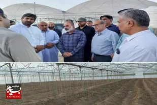 نهضت توسعه کشت های گلخانه ای در سیب و سوران با جدیت دنبال می شود