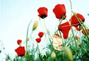 به نیابت هر شهید یک نهال