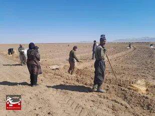 کشت بهاره خربزه شهرستان شاهرود