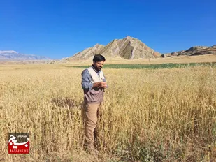 نخبه بسیجی که برای اولین بار در دنیا کشت برنج با آبیاری قطره ای  انجام داد
