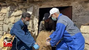 واکسیناسیون ۴۷ هزار راس دام شهرستان چهارباغ، علیه طاعون