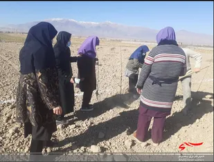 کاشت ۱۶۰ اصله درخت توسط توانخواهان در شاهرود