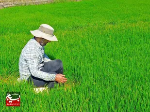 همراه باشید با زیبایی های فصل برنج کاری(تولک زنون) در شهرستان باغملک