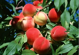 تولید ۴۸ هزار تن هلو در باغات آذربایجان شرقی