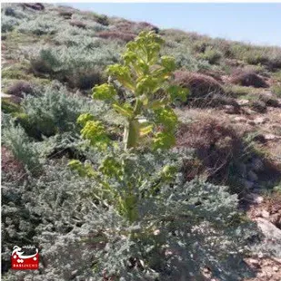 بهره&zwnj;برداری و برداشت غیرمجاز از مراتع وگیاهان دارویی در استان سمنان ممنوع شد.