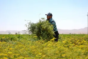 رزن قطب تولید رازیانه در کشور