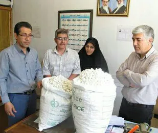 تولید پیله کرم ابریشم برای نخستین بار در نهاوند