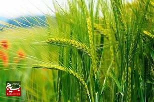 ایرانشهر پیشتاز کشت قراردادی گندم در سیستان وبلوچستان