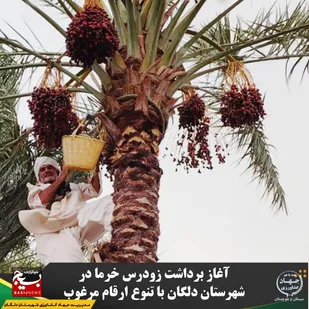 آغاز برداشت زودرس خرما در شهرستان دلگان با تنوع ارقام مرغوب