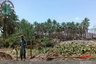 خسارات سنگین بارندگی&zwnj;های اخیر به بخش کشاورزی شهرستان فنوج