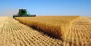 واردات گندم به قیمت 6 هزار تومان/ دولت به کشاورز خارجی یارانه می&zwnj;دهد