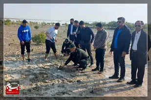 کاشت ۱۰۰۰ اصله نهال حرا در نوار ساحلی بوشهر