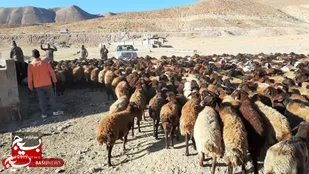 امکان افزایش ۲ برابری تولید گوشت قرمز با تامین نهاده&zwnj;ها / بسیج سازندگی به داد ما رسید