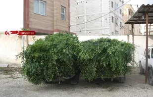 کشف دو محموله قاچاق گیاه چلم در شاهرود