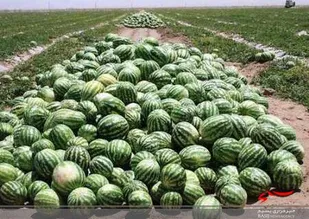 نظارت بهداشتی بربیش از ۵٠ هزارتن مبادلات مرزی محصولات کشاورزی سیستان وبلوچستان