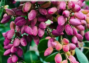 برداشت پسته از باغات شهرستان بویین زهرا آغاز شد