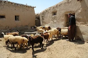 به برکتِ اقدامات جهادی &laquo;بنیاد برکت&raquo;؛ ۶۲۵۰ خانواده به روستاهای خود بازگشتند