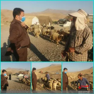 واکسیناسیون ۲ میلیون قطعه انواع طیور بومی در لرستان