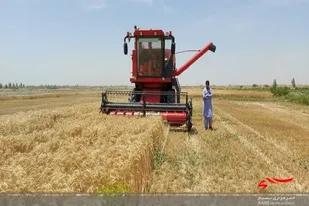 خریدگندم از کشاورزان گندمکار سیستان وبلوچستان از مرز ۴١ هزار تن گذشت